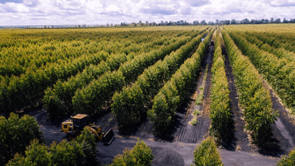 Ferbasa e Aperam criam empresa para explorar bioenergia