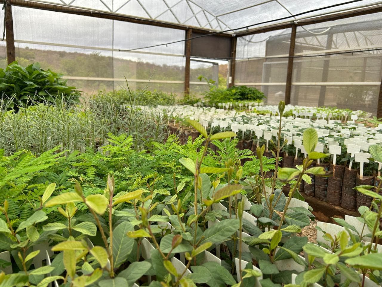 MGLIT tem resultados positivos com viveiro no Vale do Lítio