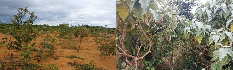 Hydro transforma resíduos orgânicos em material nutritivo para solos estéreis