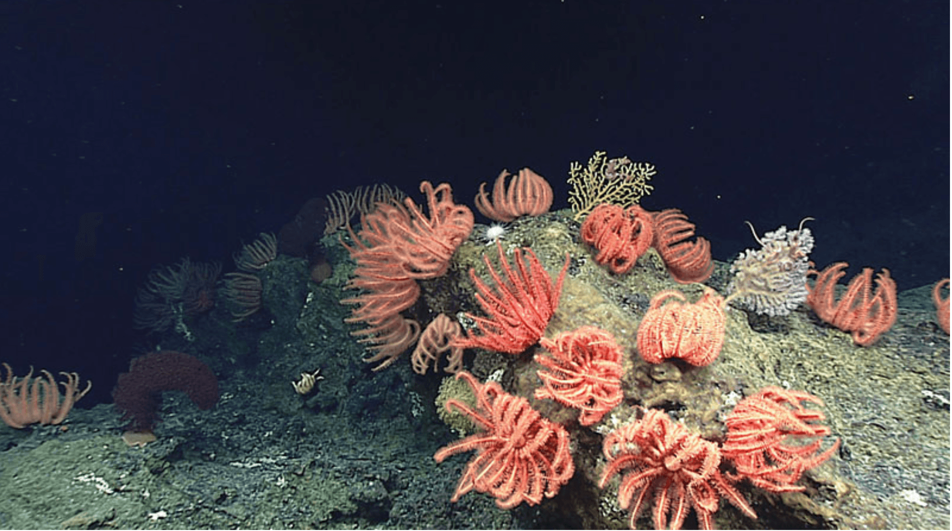 Entidade questiona extração mineral no fundo dos oceanos