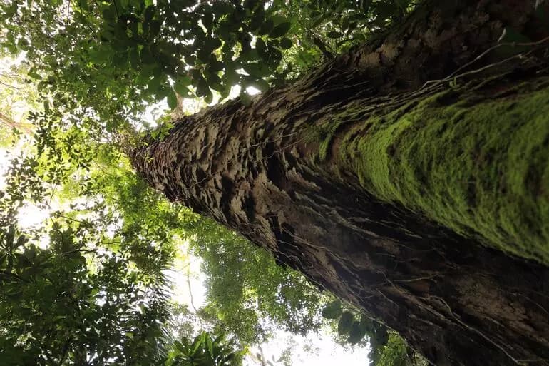 Garimpo ameaça as 20 maiores árvores do bioma