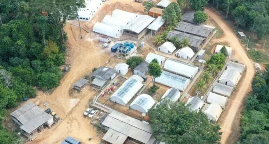 Tocantinzinho produz comercialmente em 2024