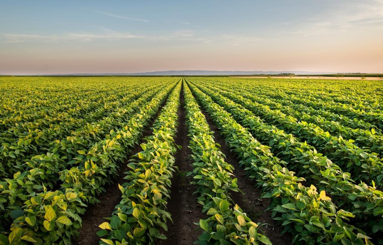 Mosaic Fertilizantes divulga relatório com avanços