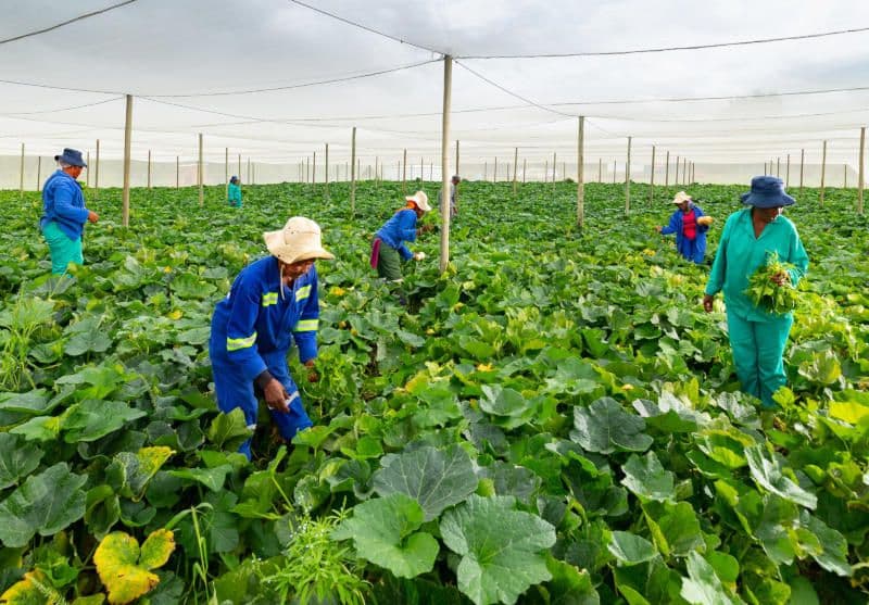 Anglo American terá US$ 100 milhões do IFC