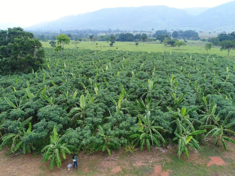 Vale e KPTL lançam fundo para reflorestamento