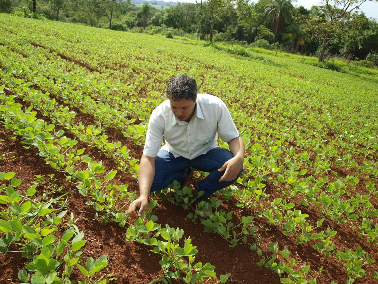 Fertilizante natural é alternativa a importações