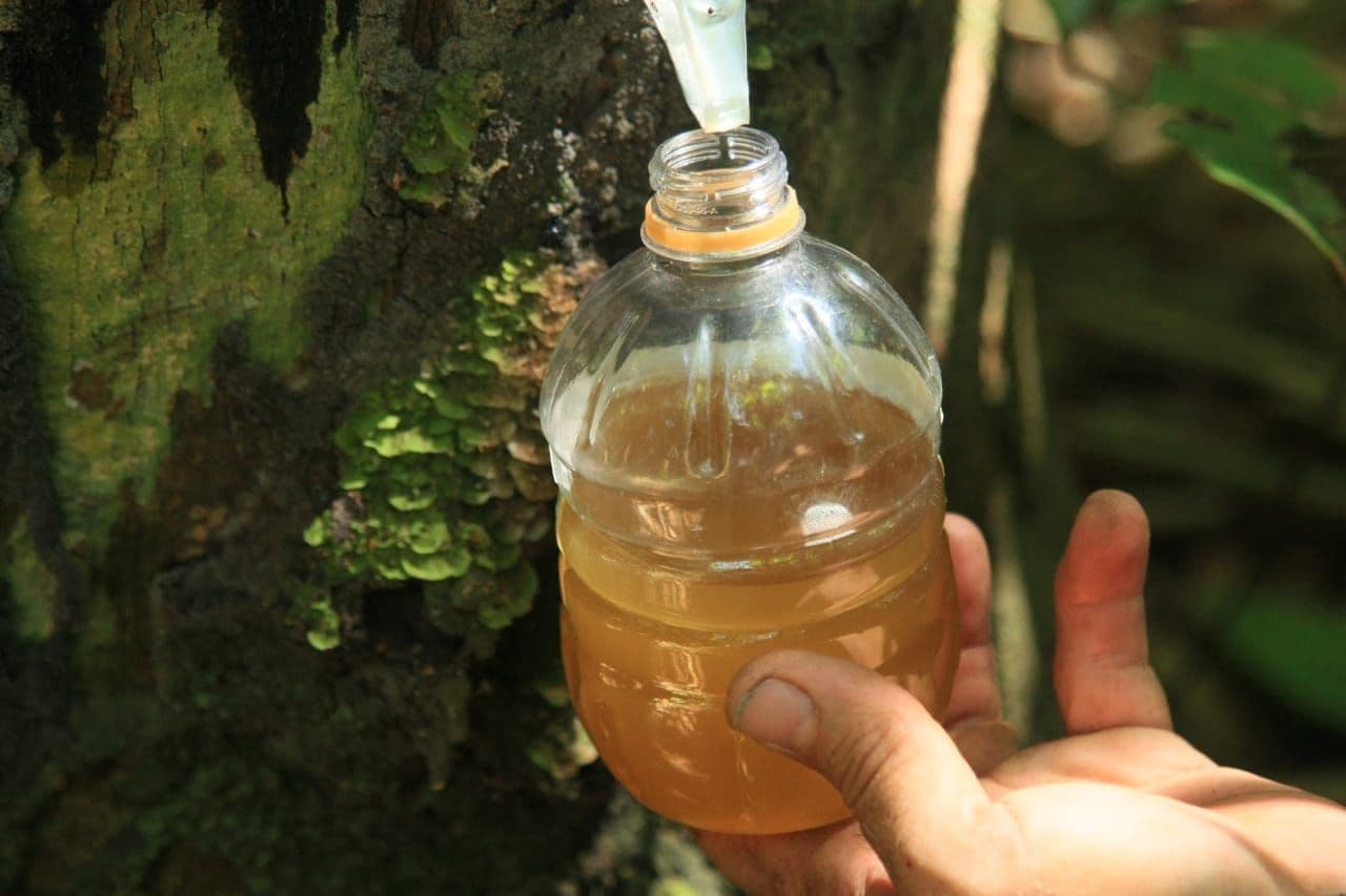 Parceria com comunidade para explorar Copaíba