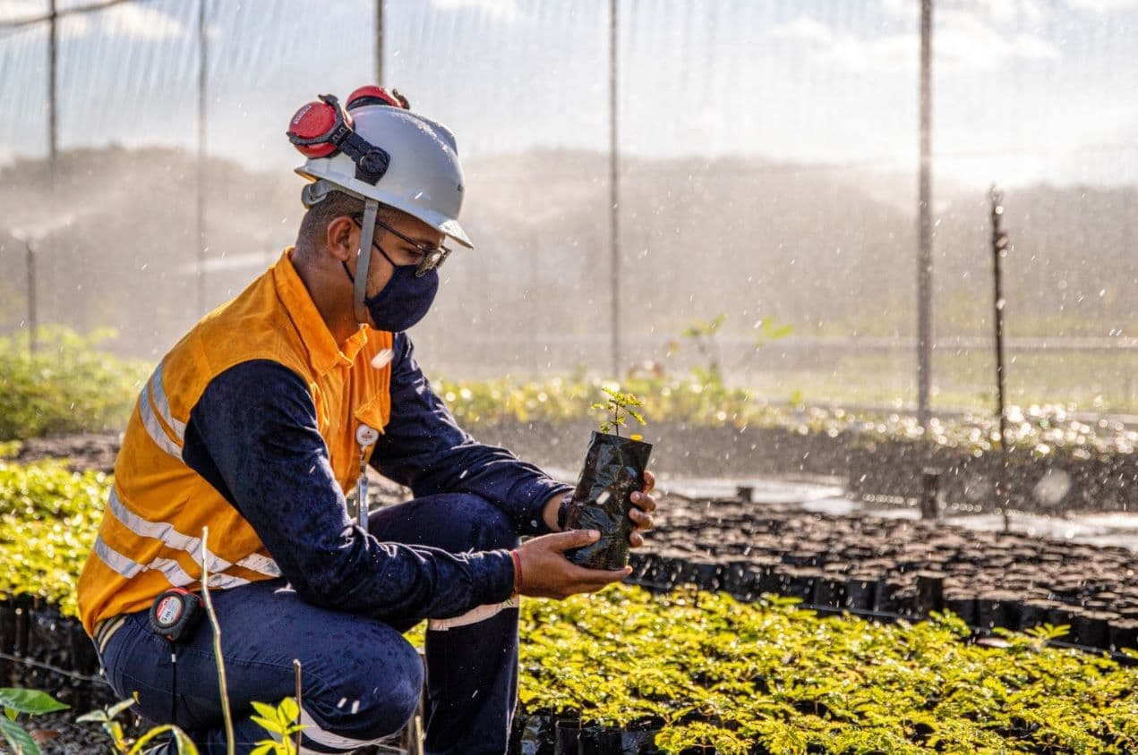 Projetos preservam Mata Atlântica