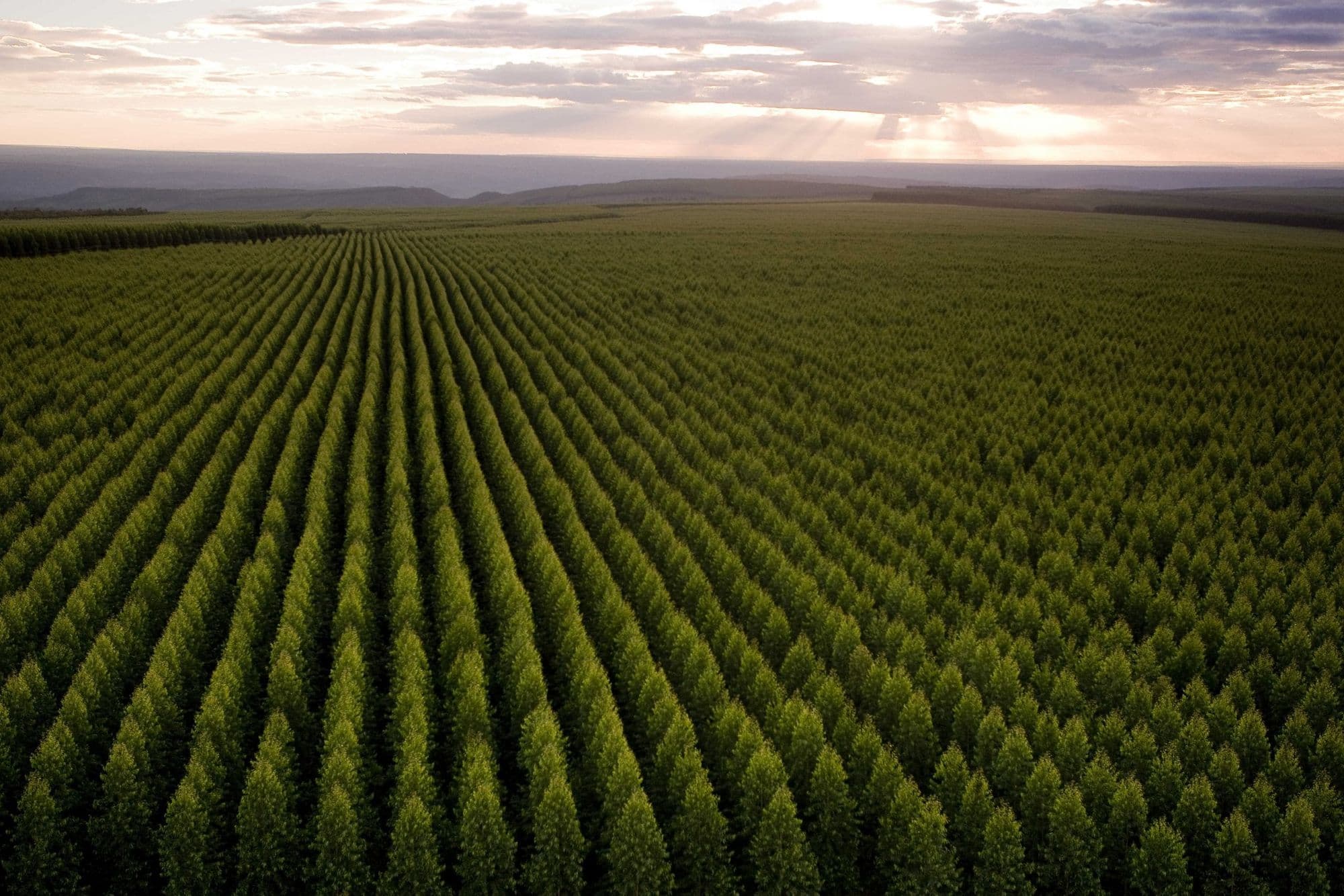 Ferbasa se associa à Aperam para explorar eucalipto