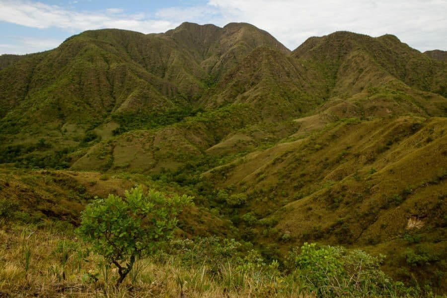 Primeiro crédito de carbono do Cerrado