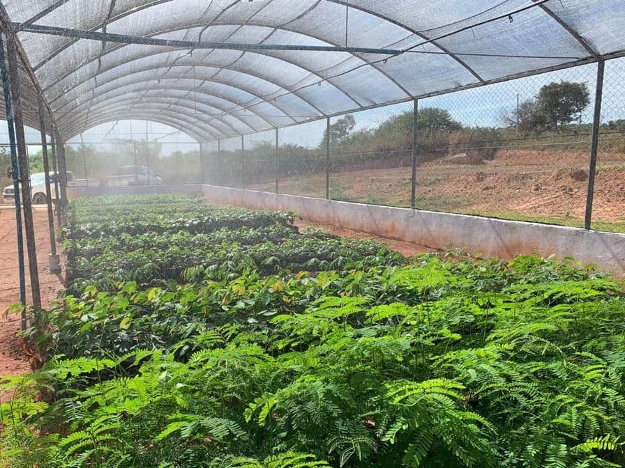 Criação de viveiros ajuda garimpeiros no MT