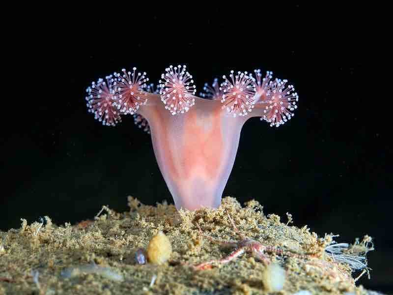 Entidade aprova decisão da Noruega em suspender atividades no Ártico até 2029